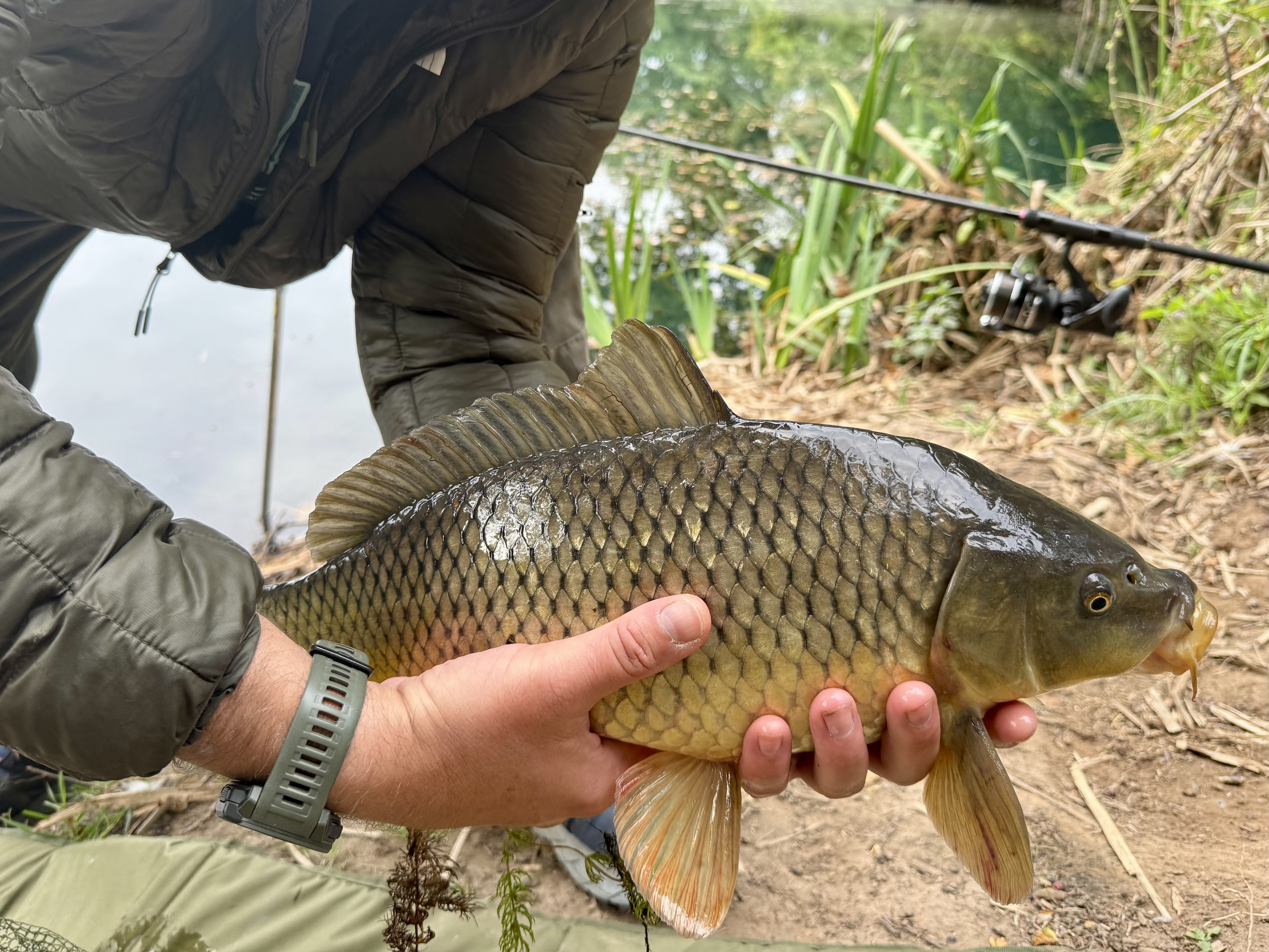 A Crucial Carp