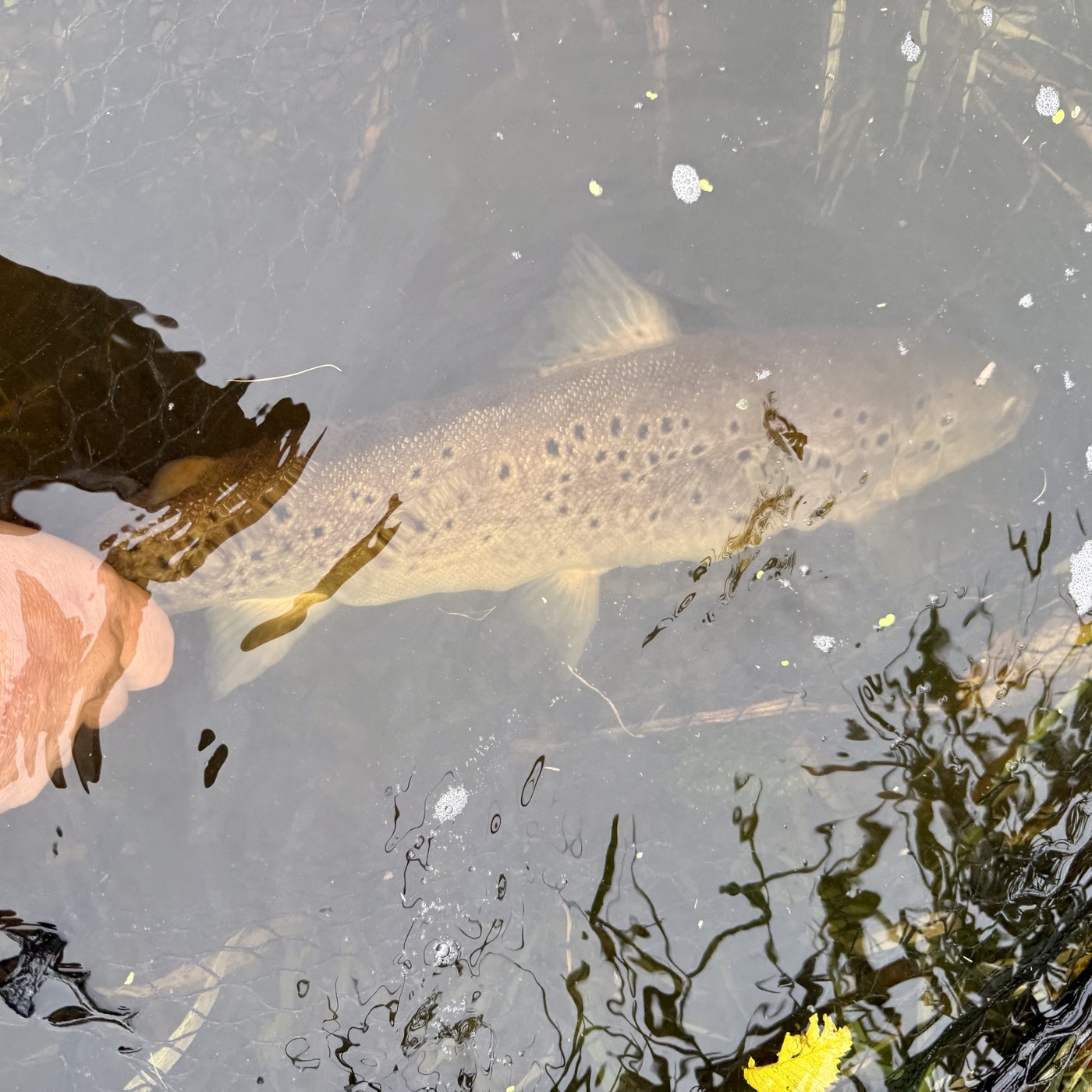 Big Trout