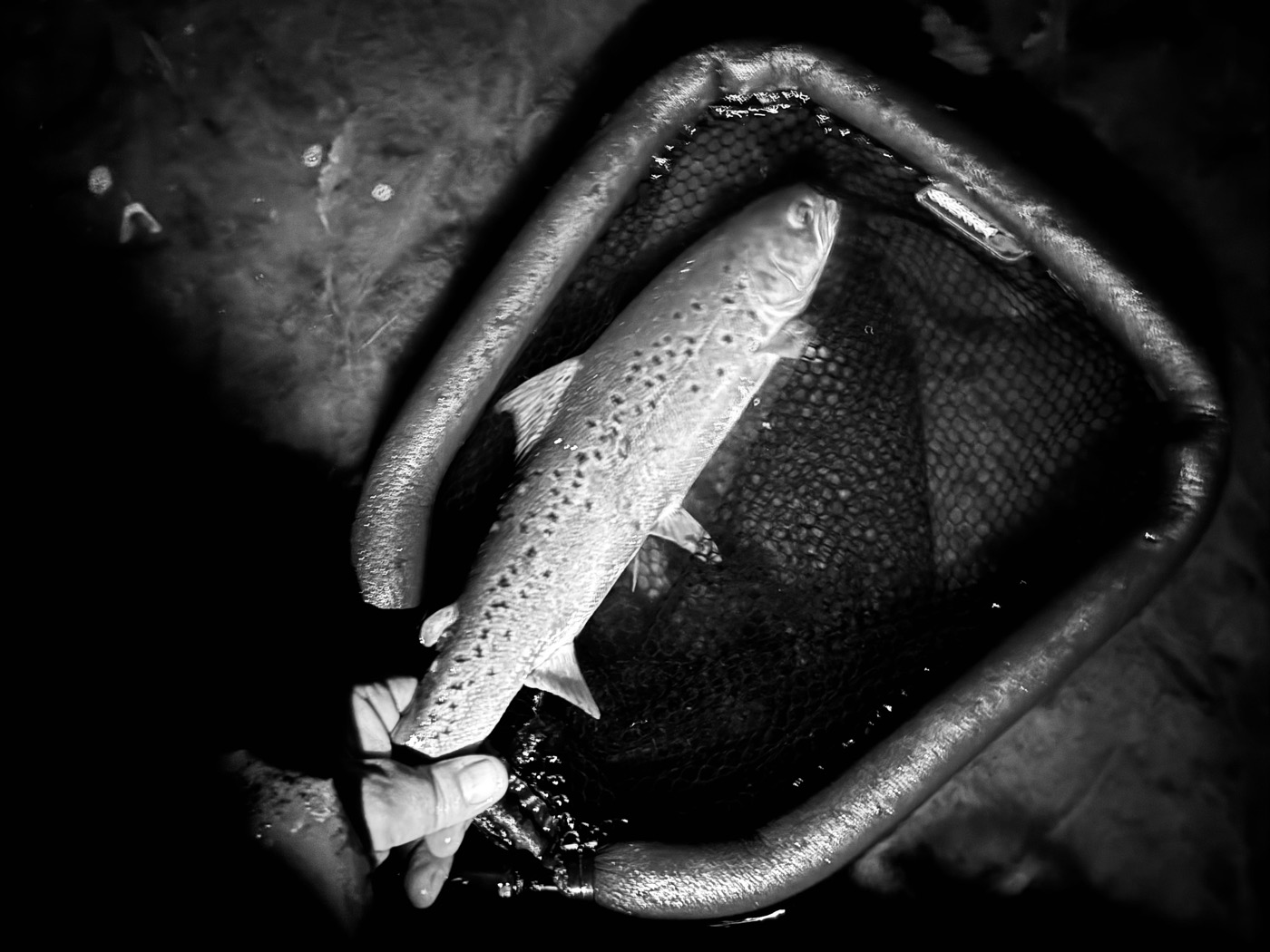 On the Sea Trout